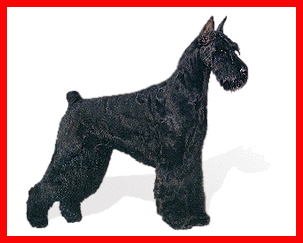 Giant Schnauzer Puppy